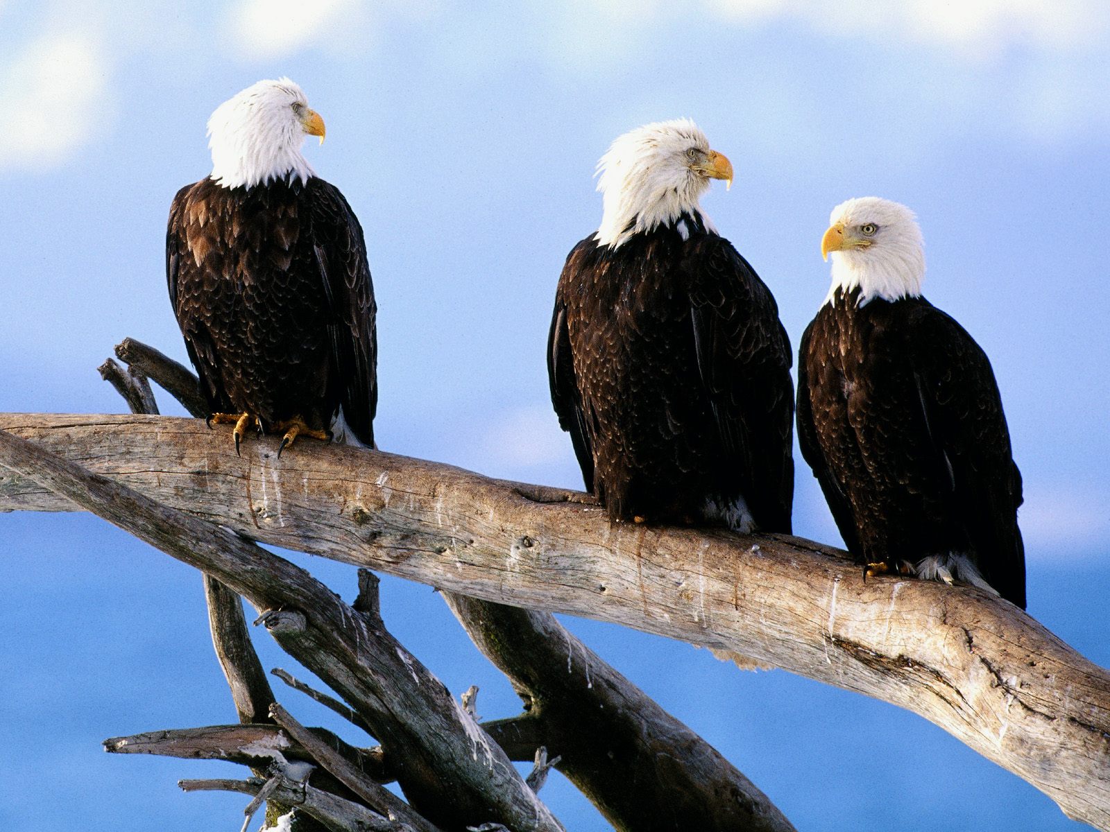 Wild and Free Bald Eagles3076811774